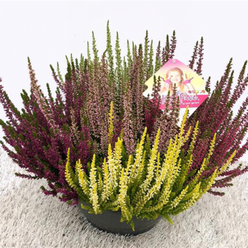 Ljung Calluna Trio Sisters