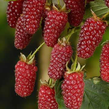 KLÄTTERVÄXT BJÖRNBÄRSHALLON