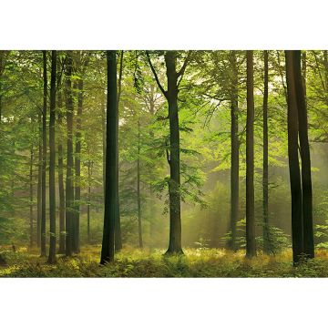 Fototapet Autumn Forest W+G