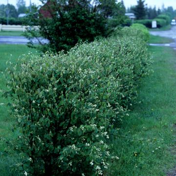 HÄGGMISPEL 50-80CM