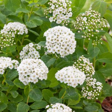 Björkspirea 15-30 cm