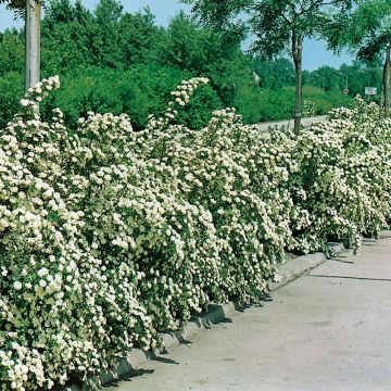 Bukettspirea 50-80 cm