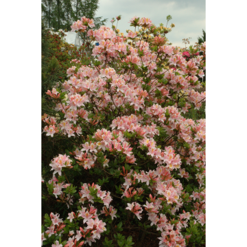 Köp Rhododendron till bra pris hos Byggmax