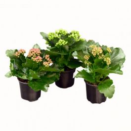 VÅRELD KALANCHOE MIX
