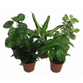 FREE MIX-GRÖNA PLANTOR MIX 11-12 CM