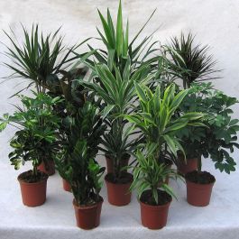 FREE MIX-GRÖNA PLANTOR MIX 17-19 CM