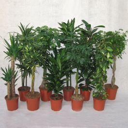 FREE MIX-GRÖNA PLANTOR MIX 21-24 CM