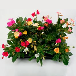 Lewisia mix