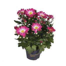 CHRYSANTEMUM MIX 12 CM