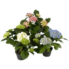 HORTENSIA MIX 13 CM
