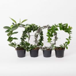 HOYA AUSTRALIS -POSLINSBLOMMA 12 CM