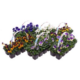 Pensée 10-Pack Cornuta