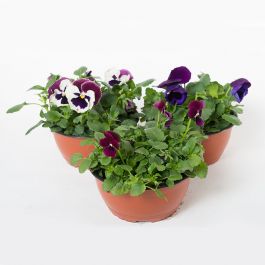 Viola Mix 19CM