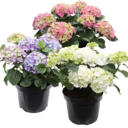 HYDRANGEA MACR-HORTENISA MACROPHYLLA 19 CM