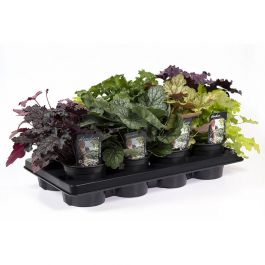 Alunrot 12cm
