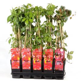 Vild vinranka 15cm