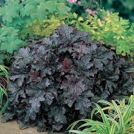 PERENN ALUNROT PLUM PUDDING