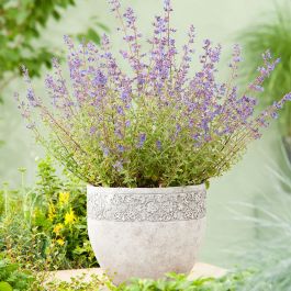 PERENN KANTNEPETA KIT CAT