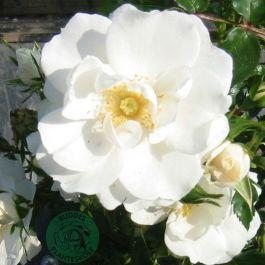 ROS DIAMOND BORDER