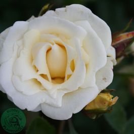 ROS WHITE NIGHTS
