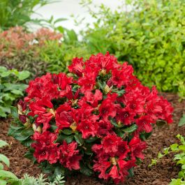 RHODODENDRON BADEN BADEN