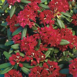 RHODODENDRON NOVA ZEMBLA