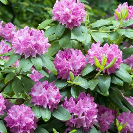 RHODODENDRON ROSEUM ELEGANS