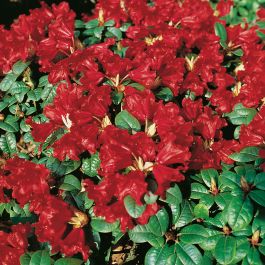 RHODODENDRON SCARLET WONDER