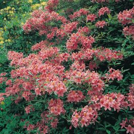 RHODODENDRON KNAPHILL BERRYROSE