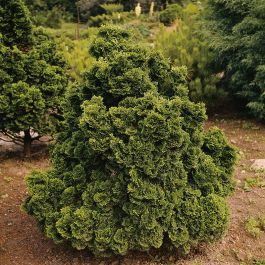 BARRVÄXT JAPANSK ÄDELCYPRESS