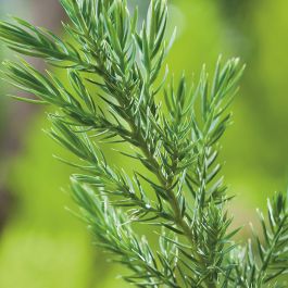 BARRVÄXT KINESISK EN STRICTA