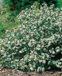 HÄCK SVART ARONIA