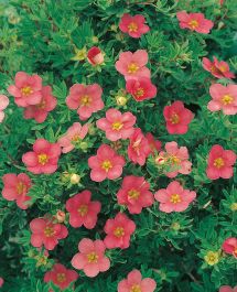 HÄCK ÖLANDSTOK PINK BEAUTY