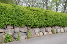HÄCK MÅBÄR 20-40 CM