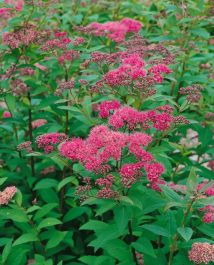HÄCK ROSENSPIREA