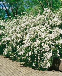 HÄCK BUKETTSPIREA