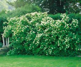 HÄCK SMÅBLOMMIG SCHERSMIN