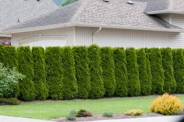 HÄCK THUJA 20-40 CM