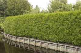 HÄCK THUJA 100-125 CM