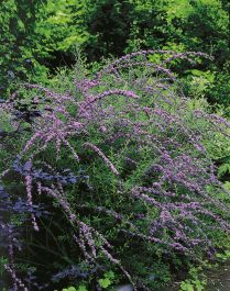 PRYDNADSBUSKE SOMMARBUDDLEJA