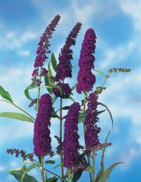 PRYDNADSBUSKE SYRÉNBUDDLEJA