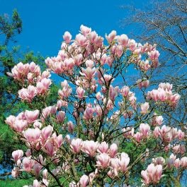PRYDNADSBUSKE PRAKTMAGNOLIA