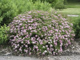 PRYDNADSBUSKE PRAKTSPIREA