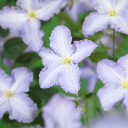 KLÄTTERVÄXT STORBLOMMIG KLEMATIS