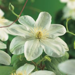 KLÄTTERVÄXT KLEMATIS GUERNSEY CREAM
