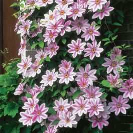 KLÄTTERVÄXT KLEMATIS PATENS ROSA