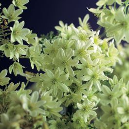 KLÄTTERVÄXT KLEMATIS PIXIE