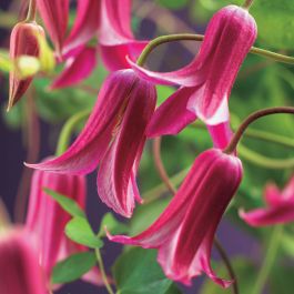 KLÄTTERVÄXT KLEMATIS TEXENSIS