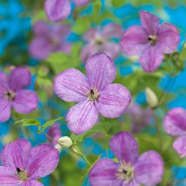KLÄTTERVÄXT KLEMATIS SOMANY LAVENDER