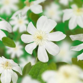 KLÄTTERVÄXT KLEMATIS WADAS PRIMROSE